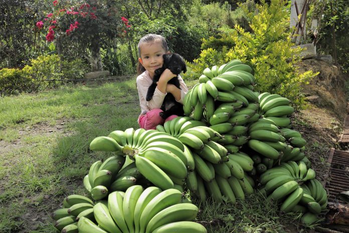 Seguridad alimentaria para un futuro mejor